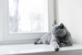 Noble proud cat lying on window sill. The British Shorthair with blue gray fur. Noble proud cat lying on window sill. The British Shorthair