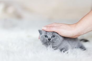 Woman’s hand stroking young tiny grey kitten. British shorthair cat.. Woman’s hand stroking young kitten.