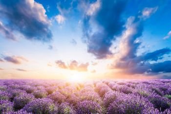 Lavender flower field in full bloom, dramatic sunset sky.. Lavender flower field at sunset