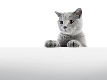 British Shorthair cat isolated on white. Sneaking, hunting, wide angle. British Shorthair cat isolated on white. Hunting