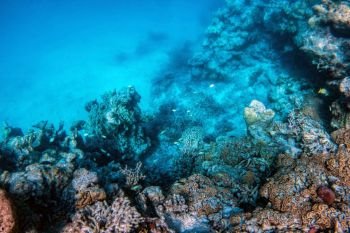 Underwater coral reef and fish in Indian Ocean, Maldives. Tropical clear turquoise water. Underwater coral reef and fish in Indian Ocean, Maldives.