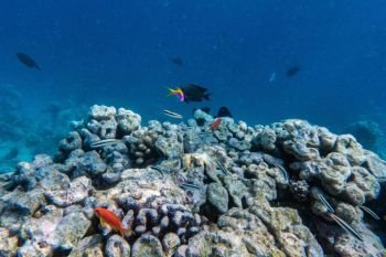 Underwater coral reef and fish in Indian Ocean, Maldives. Tropical clear turquoise water. Underwater coral reef and fish in Indian Ocean, Maldives.