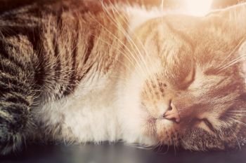 Cute small cat sleeping. Happy expression, light flare. Adorable kitten series.