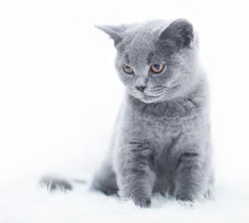 Young cute cat resting on white fur. The British Shorthair pedigreed kitten with blue gray fur. Young cute cat resting on white fur