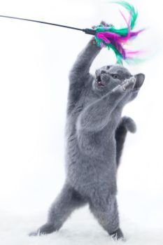 Young cute cat playing with a stick toy. The British Shorthair pedigreed kitten with blue gray fur. Young cute cat playing with a stick toy