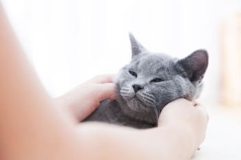 Young cute cat enjoys having fun with his human friend. The British Shorthair pedigreed kitten with blue gray fur. Young cute cat playing on white fur