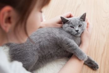 Woman stroke her car. The British Shorthair pedigreed kitten with blue gray fur. Woman stroke her car. The British Shorthair pedigreed kitten