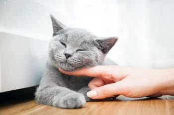 Happy kitten likes being stroked by woman’s hand. The British Shorthair. Happy kitten likes being stroked by woman’s hand.