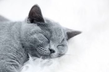 Young cute cat resting on white fur. The British Shorthair pedigreed kitten with blue gray fur. Young cute cat resting on white fur