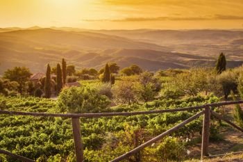 Vineyard wonderful landscape in Tuscany, Italy. Wine farm at sunset. Vineyard landscape in Tuscany, Italy. Wine farm at sunset