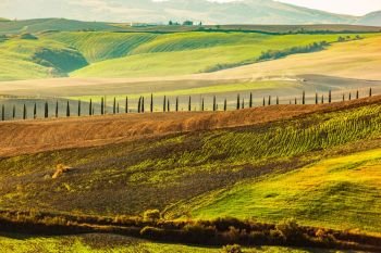 Tuscany fields autumn landscape, Italy. Harvest season makes the countryside hills and valleys nostalgic and picturesque. Cypress trees road. Tuscany fields autumn landscape, Italy. Harvest season