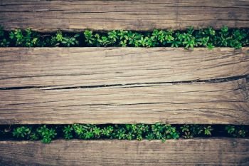 Old wooden planks with green plants peeking through. Close-up. Background.. Wooden planks with plants peeking through.