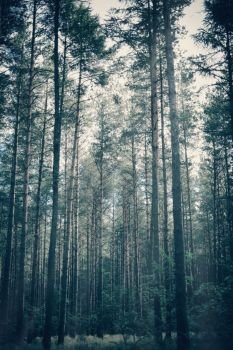 Foggy, moody forest with tall trees. Dreamy image. Dark, creepy atmosphere.. Foggy, moody forest with tall trees.