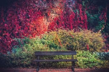 A bench and colorful autumn foliage on a wall. Fall background, rich colors.. A bench and colorful autumn foliage on a wall.