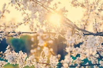 Cherry tree branches with blooming white flowers. Sunset. Springtime.. Cherry tree with blooming white flowers