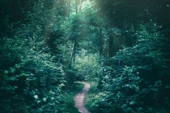 Narrow path in a dark forest illuminated by sunrays. Gloomy atmosphere. Nature.. Narrow path in a dark forest illuminated by sunrays.