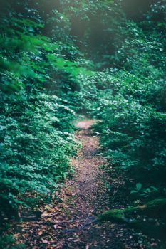 Narrow path in the forest bushes illuminated by sunlight. Natural scenery.. Illuminated narrow path in the forest bushes