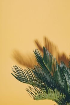 Palm leaves and shadow on bright yellow background. Cycas revolutas, exotic tree.. Palm leaves and shadow on yellow background.