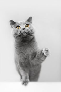 Cute grey cat raising his paw, playing. British shorthair cat, purebred pet.. Cute grey cat raising his paw, playing.