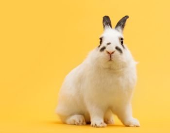 White rabbit on yellow background. Domestic animal, pet. Symbol of spring, Easter. Copyspace.. White rabbit on yellow background.