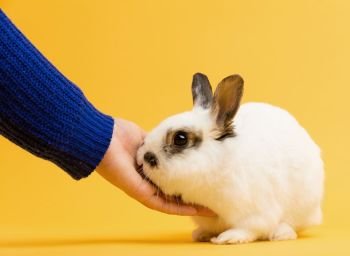Hand petting white rabbit on yellow background. Domestic animal, furry pet.. Hand petting white rabbit on yellow background.