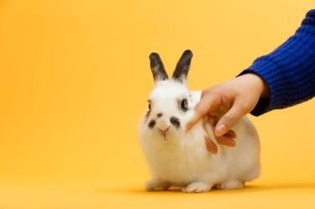 Woman’s hand petting white bunny. Domestic animal, furry pet. Symbol of spring. Copyspace.. Woman’s hand petting white bunny.