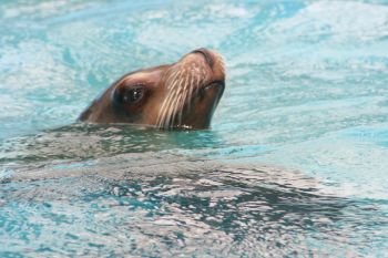 Detail view of a floating seal (Phoca vitulina) . Detailansicht von einem schwimmenden Seehund (Phoca vitulina)