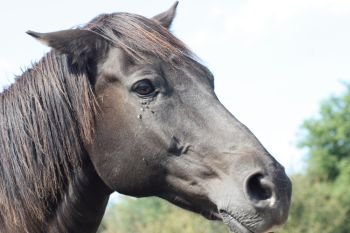 View details of a black horse . Detailansicht von einem schwarzem Pferd