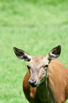 a female red deer on a green field. ein weiblicher Rothirsch auf einer gr?nen Wiese