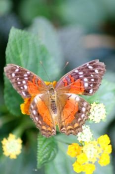 A very nice colorful butterfly. Ein sehr sch?ner bunter Schmetterling