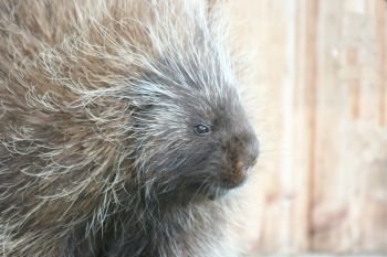 Porcupine (Hystricidae) is a rodent with quills . Stachelschwein, (Hystricidae) ein Nagetier mit Stacheln