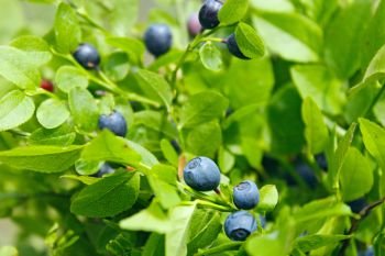 Ripe berries of bilberry grow in forest. Bilberry-bush growing in forest. Blueberry in wood. Harvesting whortleberries. Berries of bilberry in forest. Harvesting whortleberries