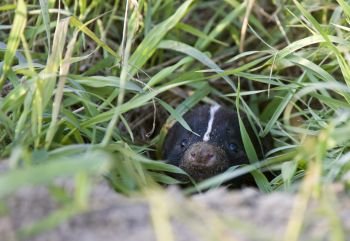 Baby Skunk at den young peeking Canada