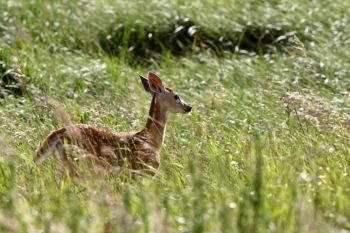 White tailed Deer fawn in tall grass