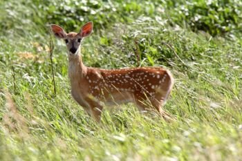 White tailed Deer fawn looking at photographer