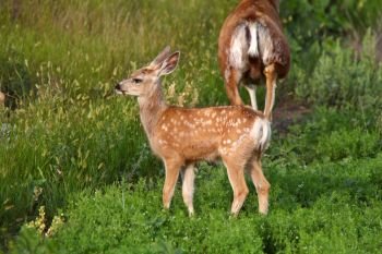 Mule Deer fawn and doe