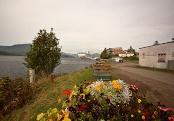 Flowers along seacoast of Prince Rupert