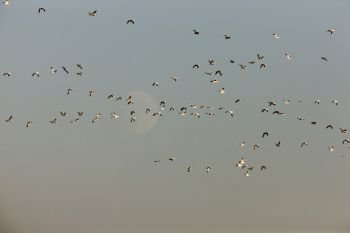 Snow Geese in Flight Cypress hills Saskatchewan 
