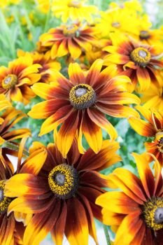 closeup of bright and colorful denver daisies