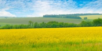 Canola field and blue sky with light clouds. Agricultural landscape. Wide photo.