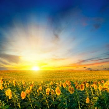 Field of blooming sunflowers and sunrise.