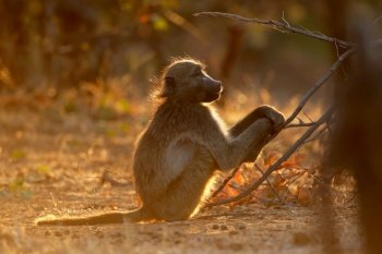 Backlit chacma baboon (Papio ursinus), Kruger National Park, South Africa
