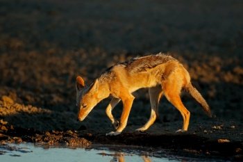 Black-backed jackal (Canis mesomelas) in early morning light, Kalahari desert, South Africa
