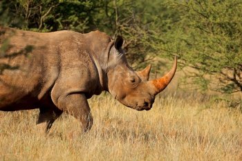 Portrait of a white rhinoceros (Ceratotherium simum) in natural habitat, South Africa
