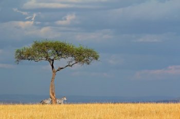 Plains zebras (Equus burchelli) and tree in grassland, Masai Mara National Reserve, Kenya
