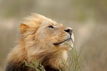 Portrait of a big male African lion (Panthera leo), Kalahari desert, South Africa
