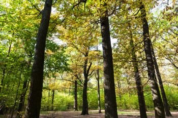 small oak grove in forest of Timiryazevsky Park in sunny october day