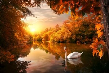 White swan on autumn pond in forest at sunrise