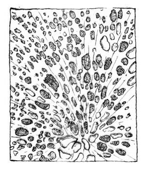 Cross section of wood, corroded by Stereum frustulosum, vintage engraved illustration.
