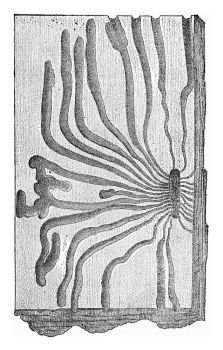 Scolytus geoffroyi, vintage engraved illustration.
